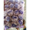 Factory Wholesale Fresh Garlic Price